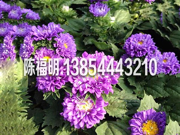 翠菊2.jpg