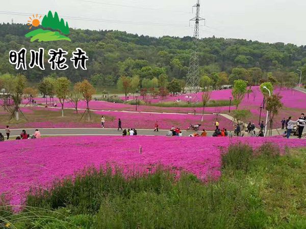 芝櫻花海.jpg