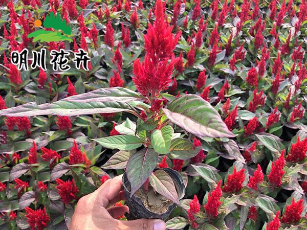 （世紀(jì)紅）雞冠花