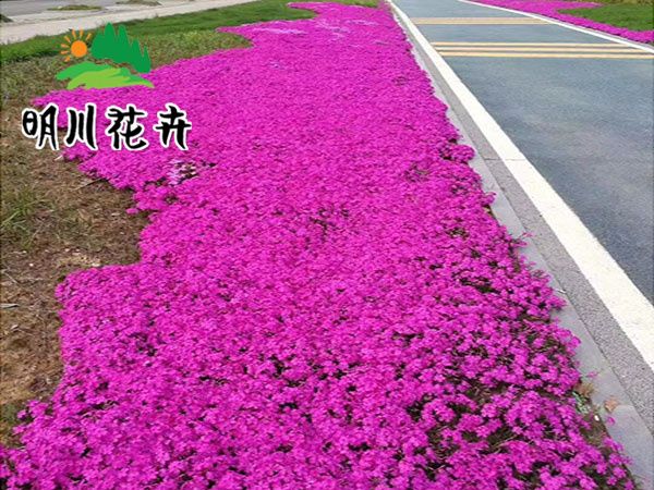 芝櫻花海