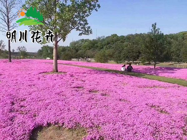 芝櫻花海