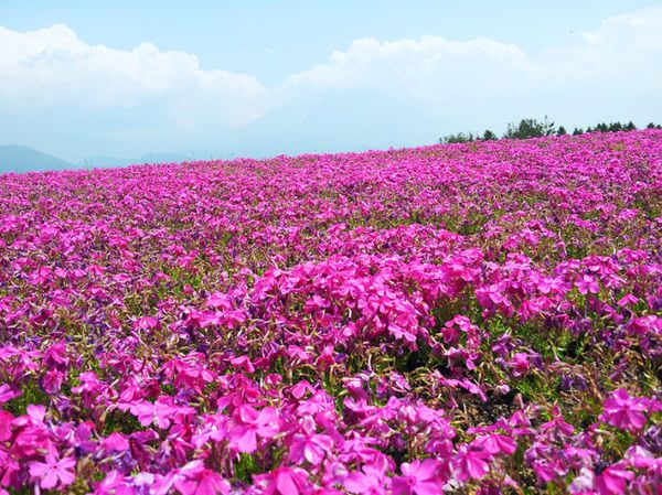 芝櫻種植基地